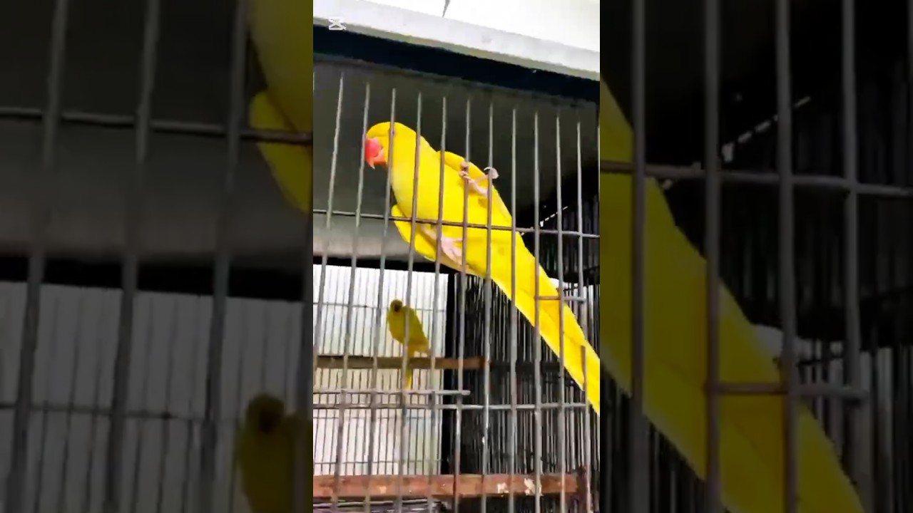 Yellow Ringneck Pairing | Lutino Ringneck Breeding Behavior | Parrot Pairing Video
