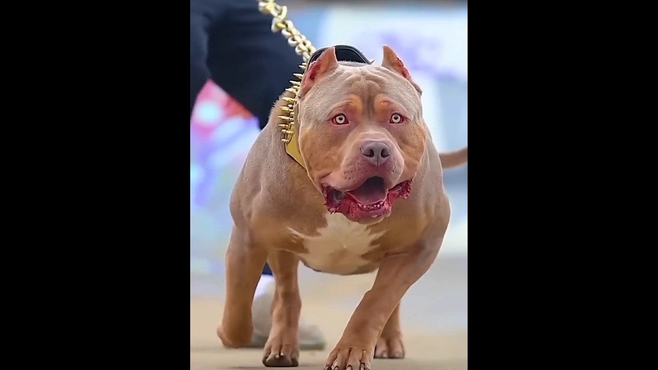 Dogs loyalty tested part 2 short video #shorts