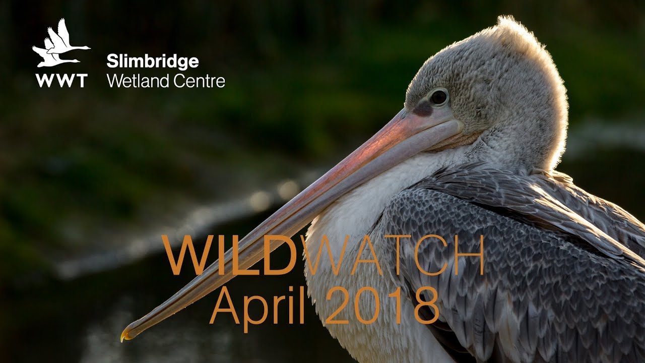 WWT WildWatch Slimbridge - April 2018