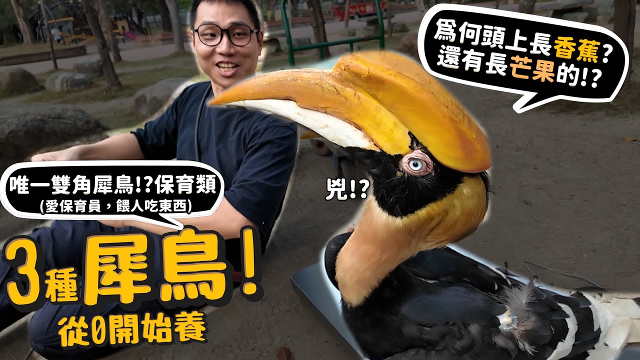 【從零開始養】3種犀鳥!全台唯一雙角犀鳥?保育類!為何頭上長香蕉?還有芒果的?會攻擊戴眼鏡的人?會餵保育員吃東西?彈道運輸?【許伯簡芝】