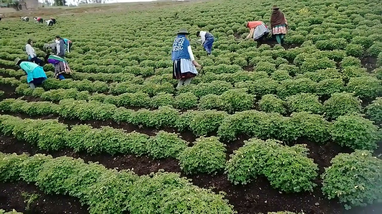 Se realiza el segundo aporque en el cultivo de oca 