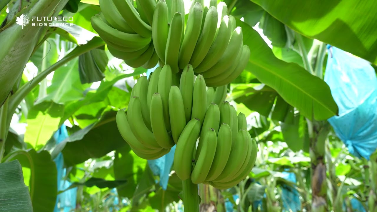 RutaStar en banano - Fungicida biológico efectivo contra la Sigatoka negra