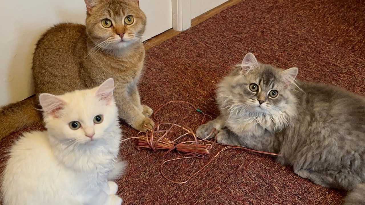 Caught My Kittens Red-Pawed Stealing a Speaker Cable… and Took It to the Kitchen! ⚡🐾
