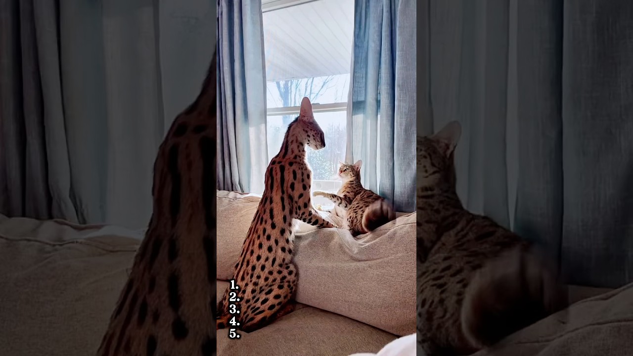 Savannah Cat OWNERS&hellip; STOP Making These 5 Mistakes