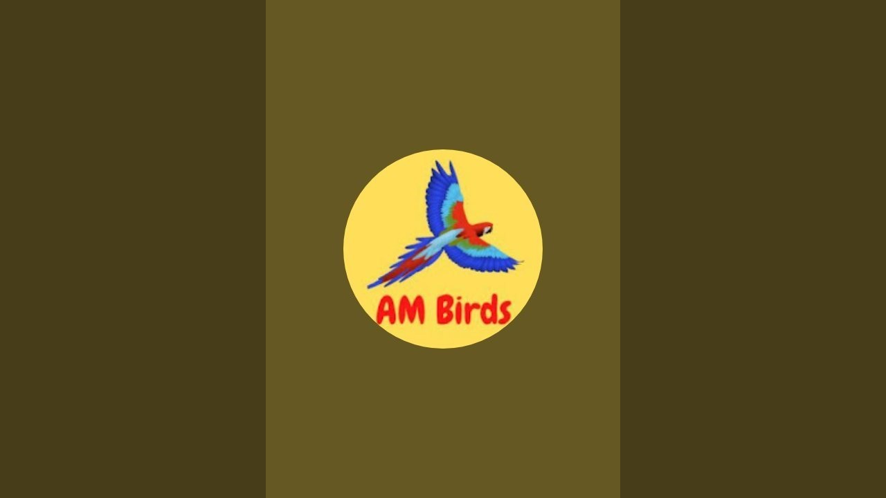 AM Birds is live