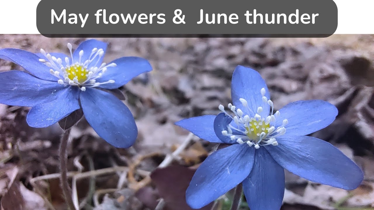 May flowers and June thunder!