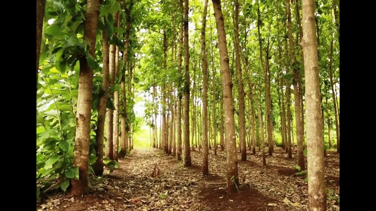 Optimal Teak Tree Spacing for a Successful Plantation