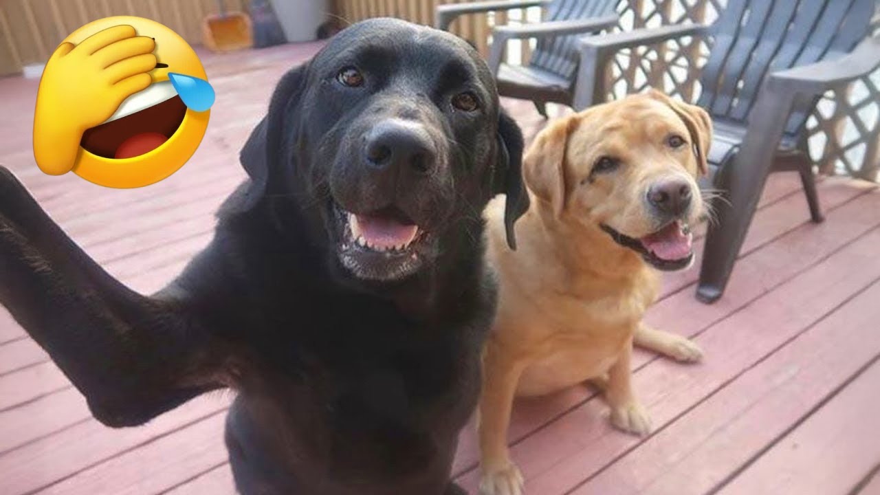 Funniest Dog Clips of 2025 |😂 When Dogs Are Pure Comedy Gold!