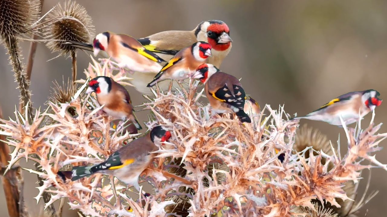 بتبتة الحسون تحفيز الحسون على التغريد والهيجان علاج صمت الحسون goldfinch stimulation #birds 