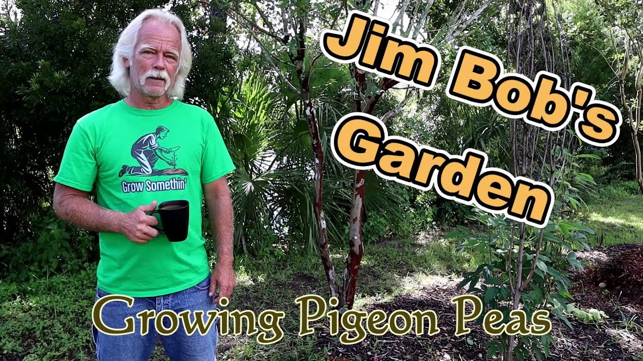 Growing Pigeon Peas