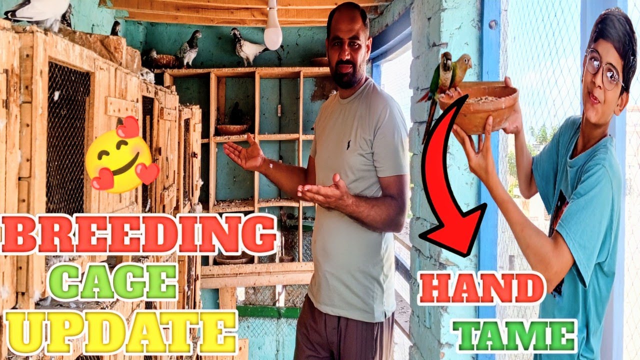 Pigeons Breeding Cage Update | Kabotron Ka Nuksan Ho Gya
