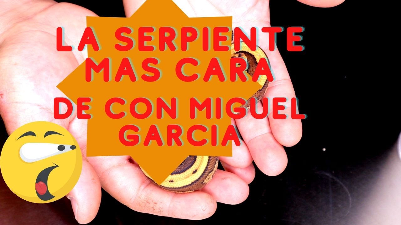 ¡NUESTRA SERPIENTE MÁS CARA! | Reptile Addiction | Miguel García