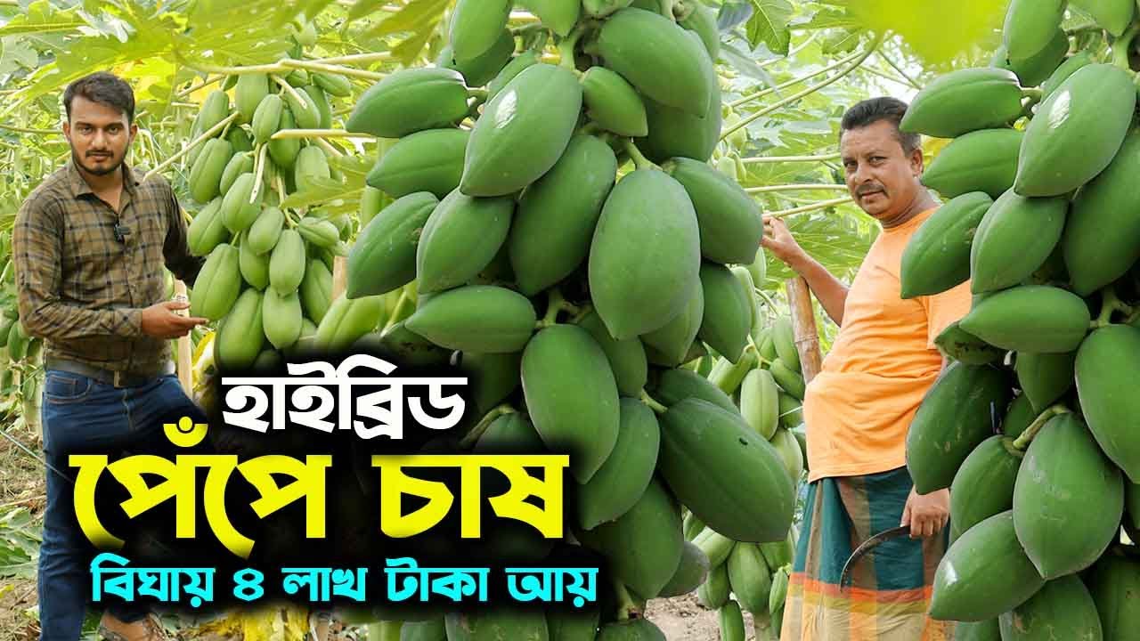 হাইব্রিড পেঁপে চাষে বিঘায় ৪ লাখ টাকা আয় কৃষকের | উদ্যোক্তার খোঁজে