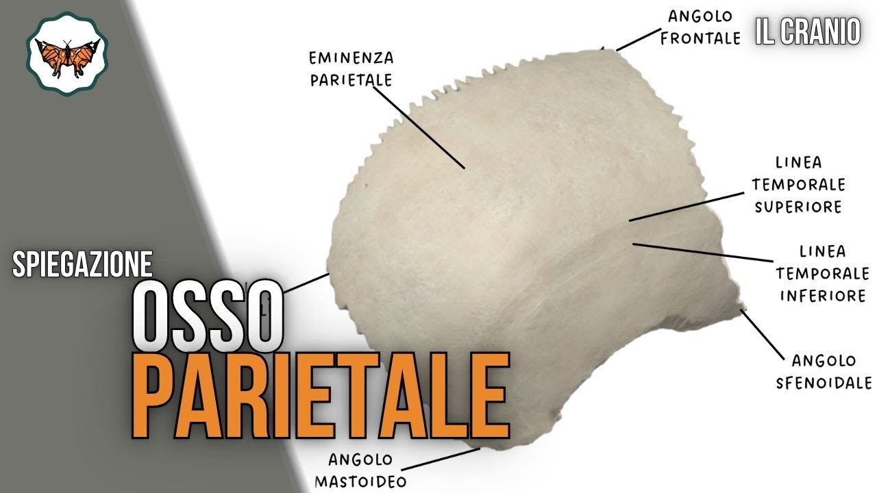 Osso Parietale