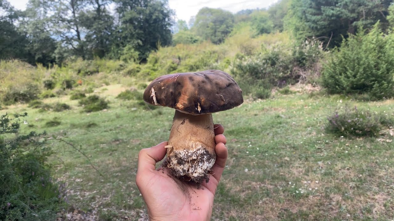 Boletus Aereus y Caesareas en La Rioja en Julio de 2023