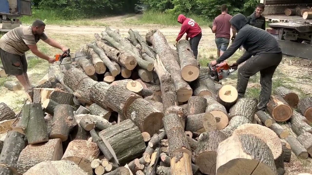 Cutting wood STIHL MS 462 C-M vs MS 361 💪💪💪🪓🪓🪓🪵🪵🪵