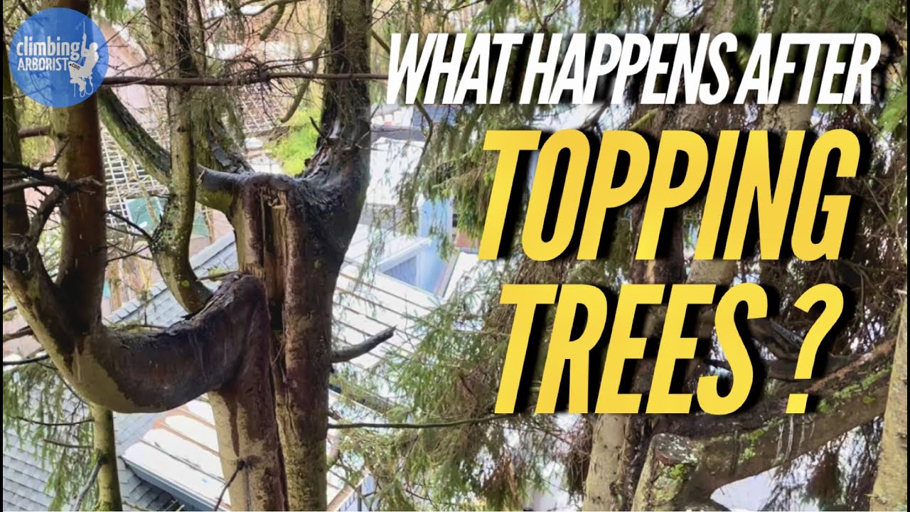 Плохо ли обрезать кронки деревьев?