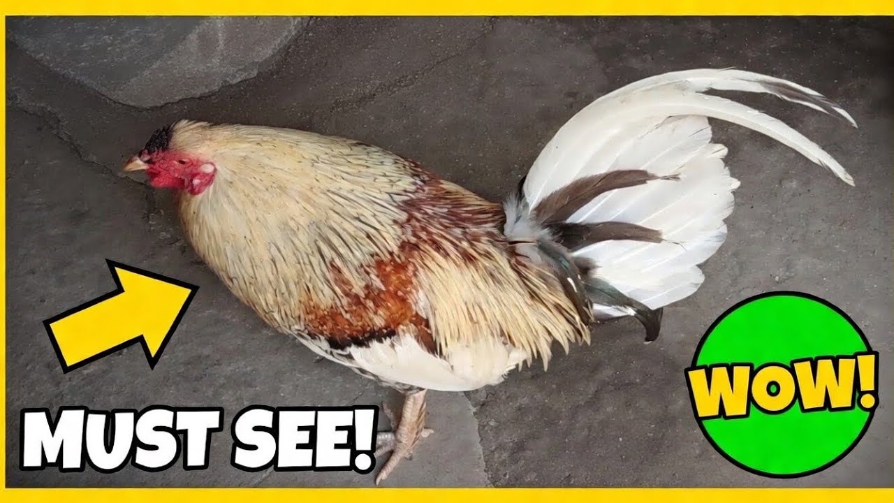 MUST SEE! This Rooster’s INSANE White Tail Will Blow Your Mind! | Simple Loft Vlog | Rooster Vlog