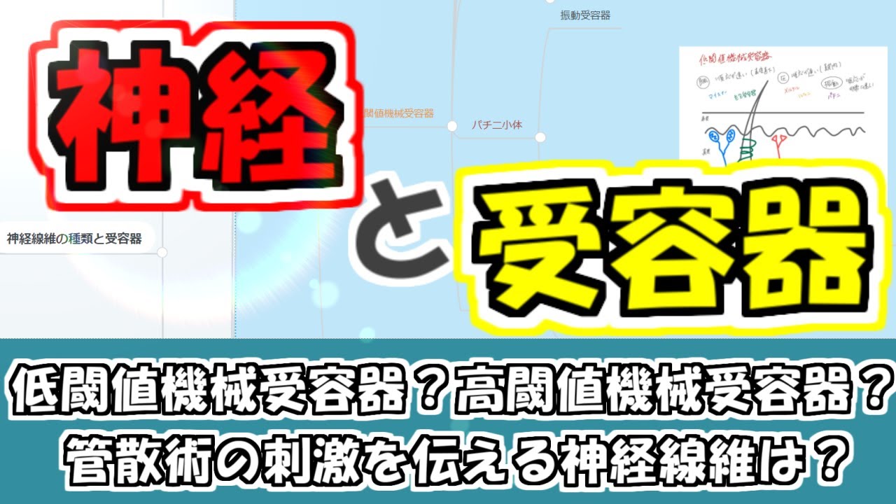【鍼灸国家試験対策】神経と受容器についてポイントを解説！