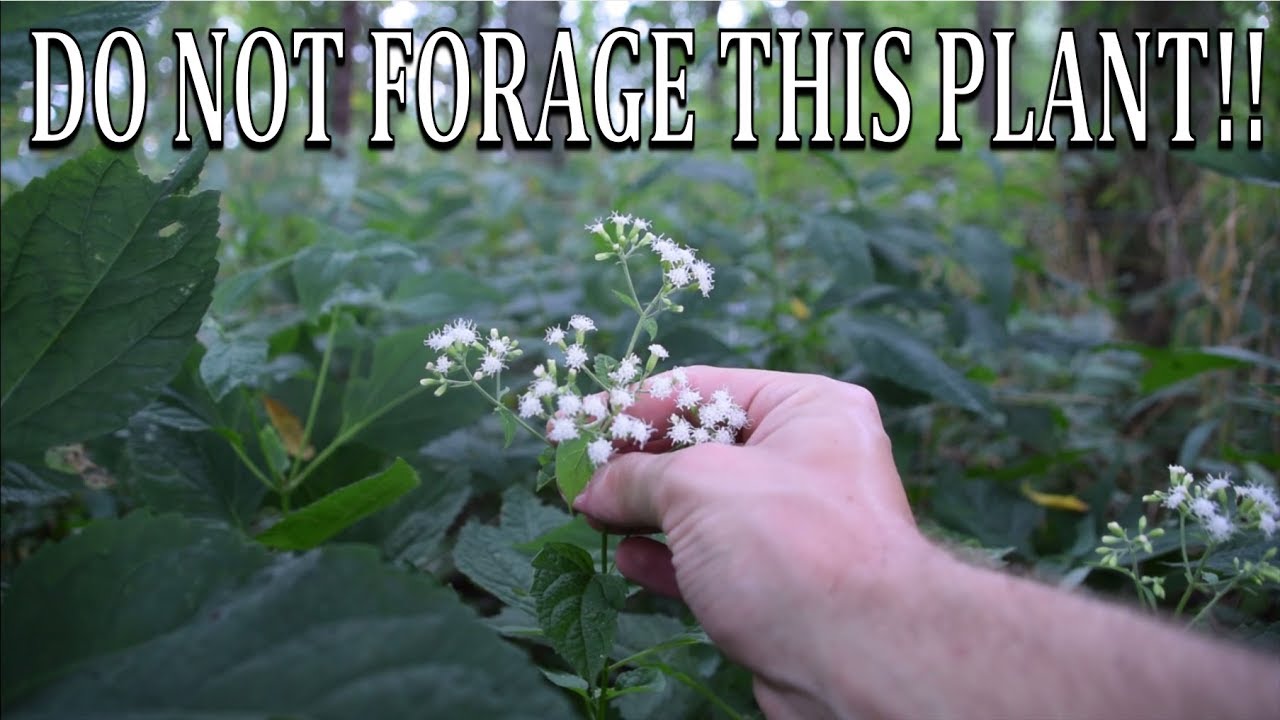 DO NOT FORAGE THIS PLANT; White Snakeroot and Boneset Comparison
