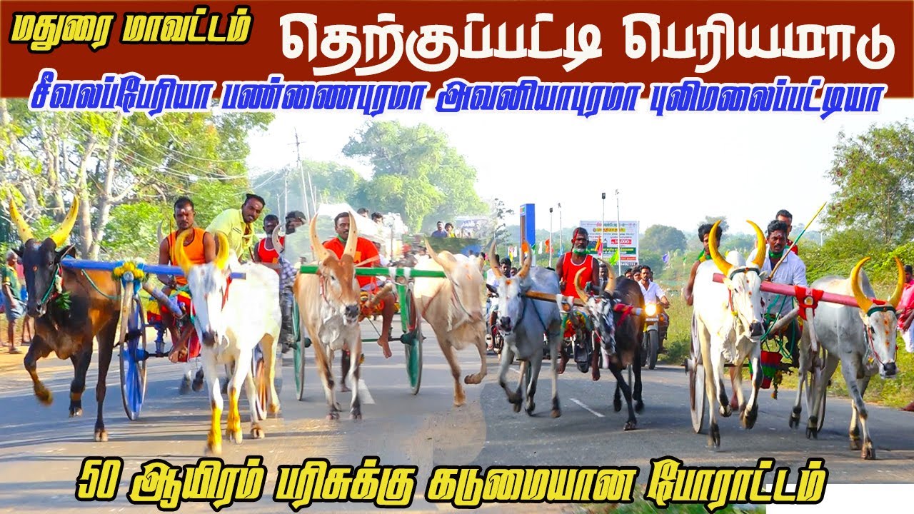 7பெரியமாடு தெற்குப்பட்டி 24.01.2026