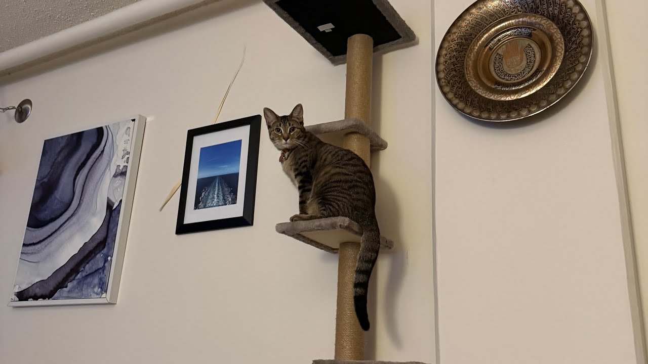 Molly Mae is a Thief