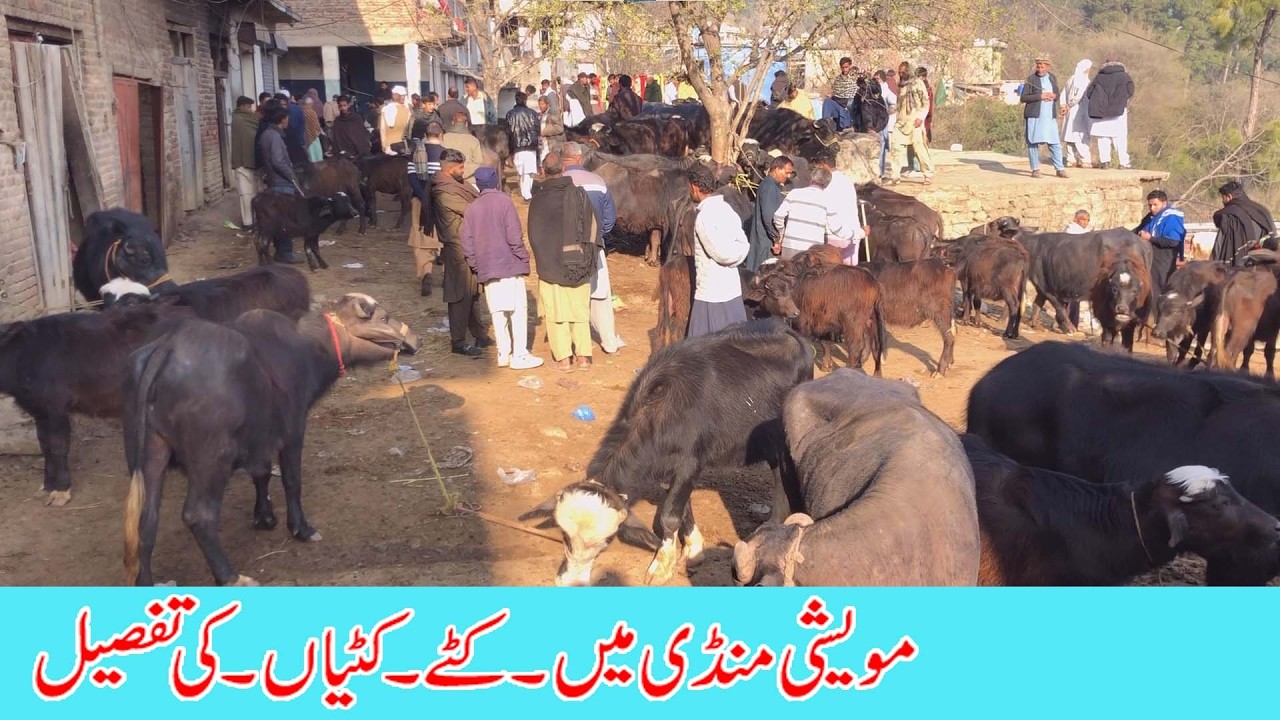 Kattay kattian in catlle market dongi muvashi mandi kotli pakistan | kattay kattian khagar buffaloes