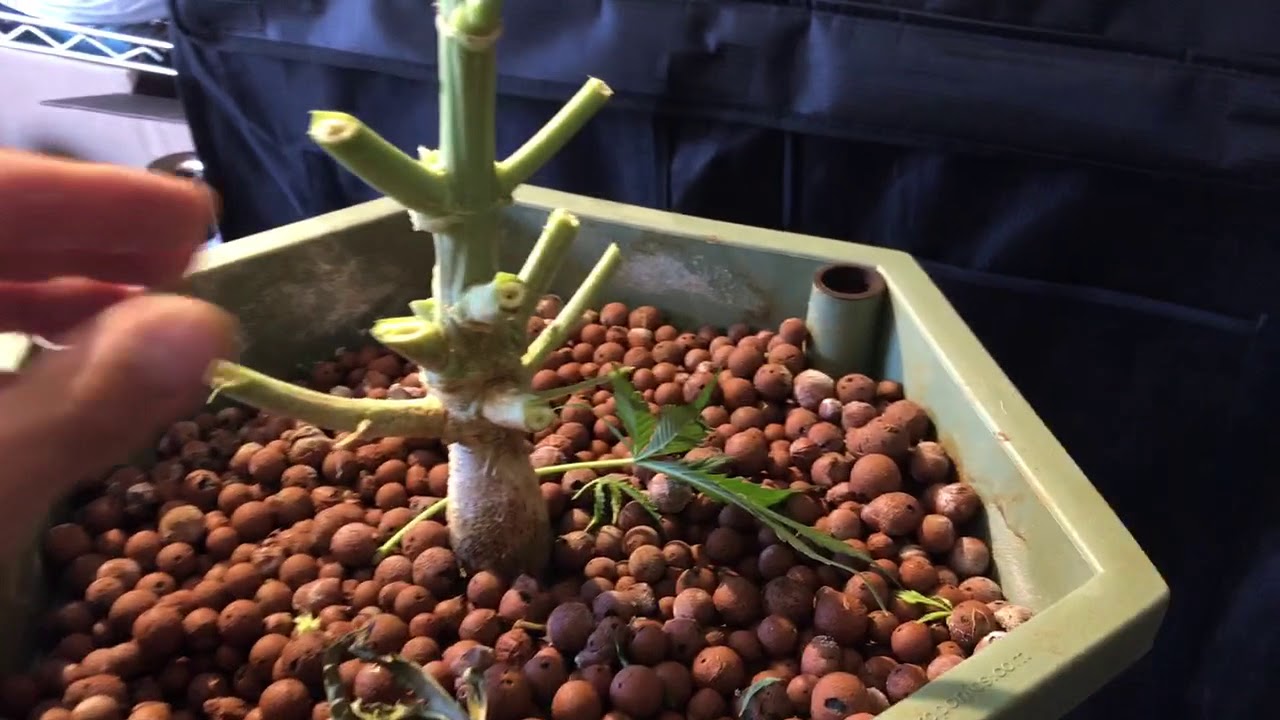 General hydroponics root ball power grower