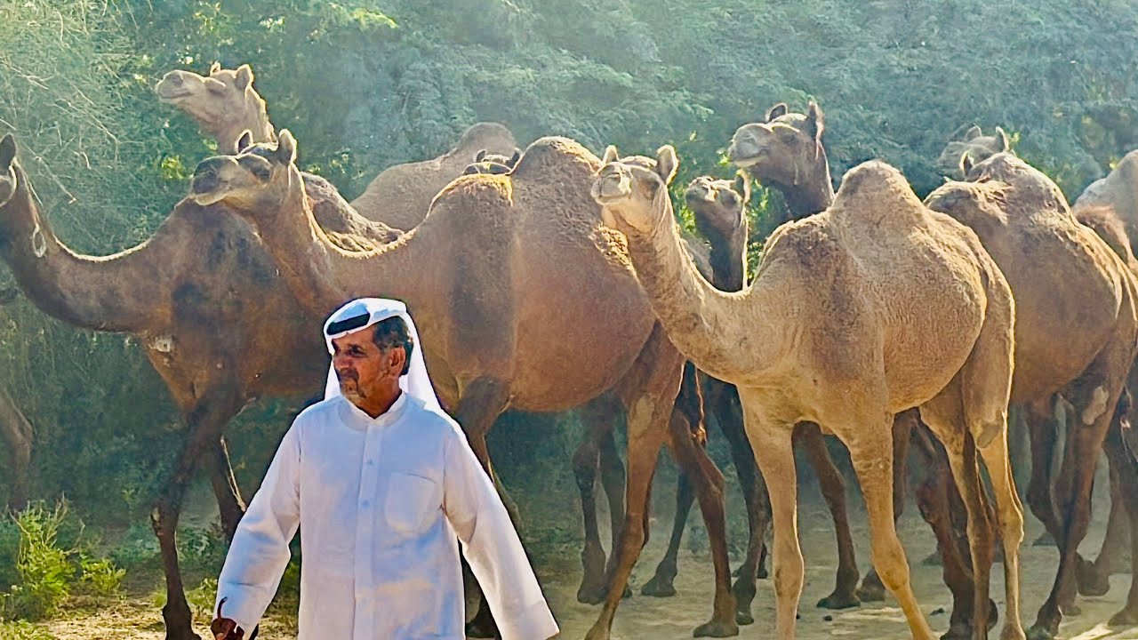 हजारों की तादाद में ऐक मालिक के पास ऊँट देख दुबई का शेख़ क्या बोला