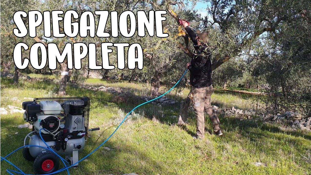COME POTARE L'OLIVO - VIDEO COMPLETO