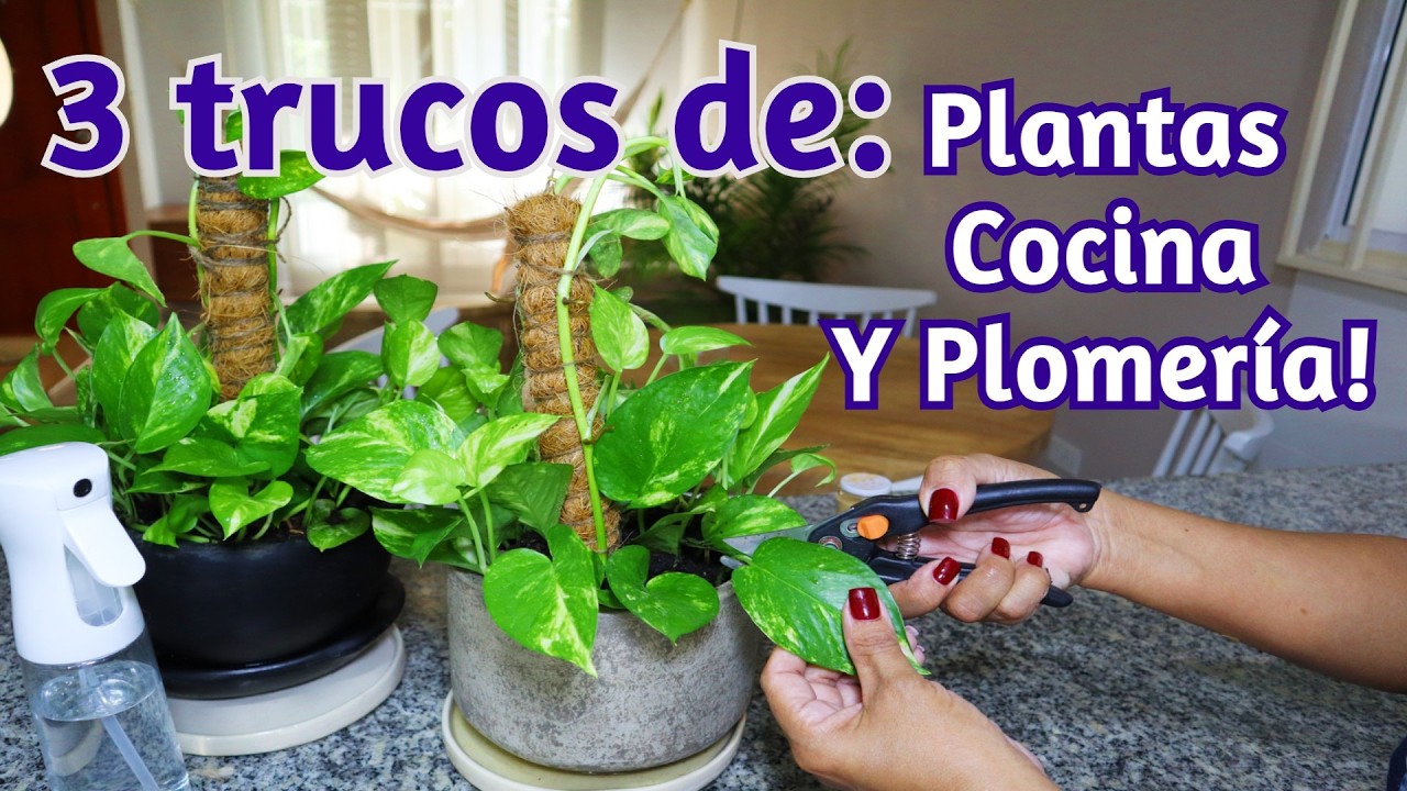 🟣 Plantas Frondosas | Aguacates (palta) Perfectos y Grifos Sin Fugas! | Vlogs de Ama de Casa! | TIPS
