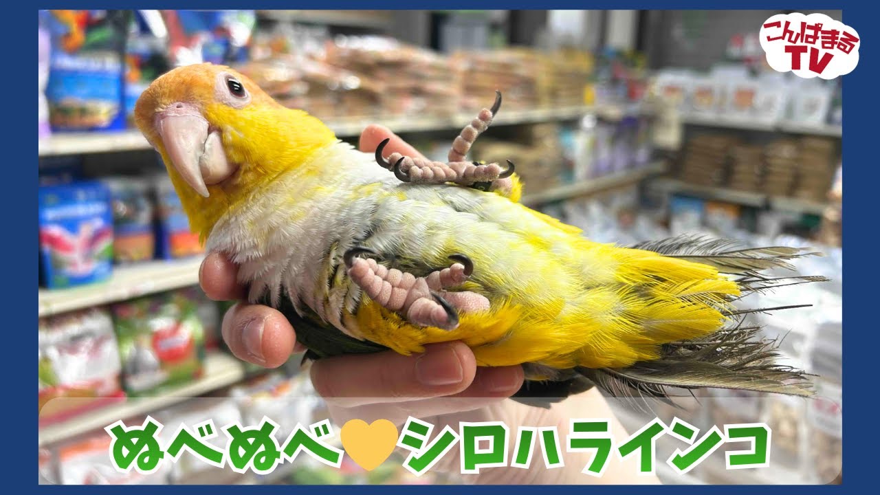 【こんぱまるＴＶ】大阪店　#23　ぬべぬべ　シロハラインコ