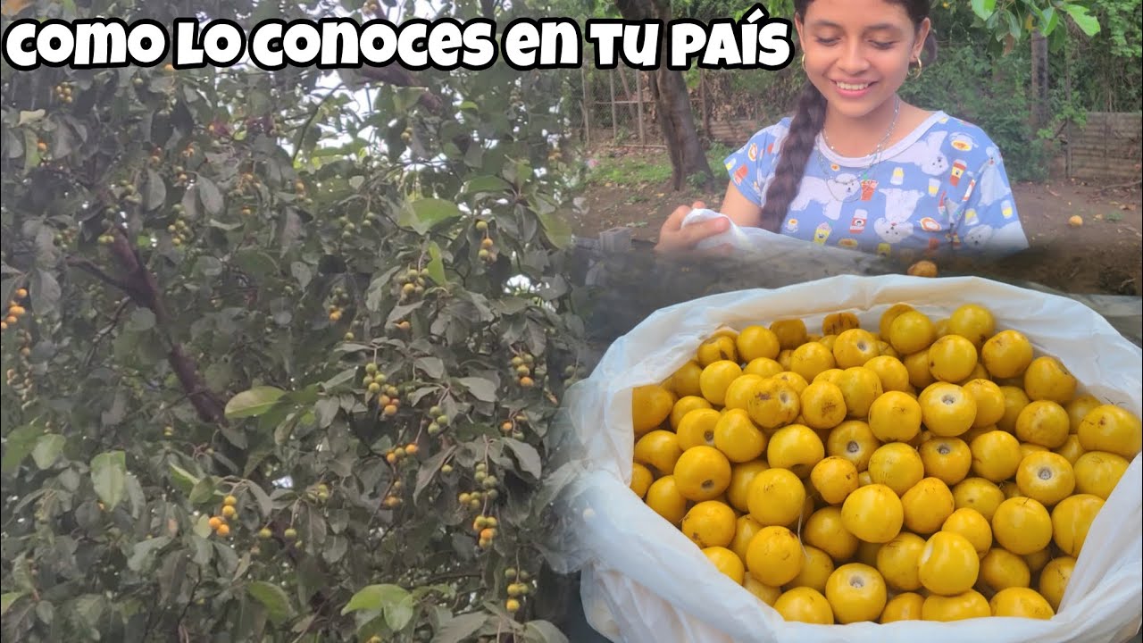 Temporada de nance en El Salvador