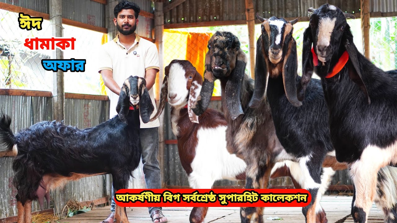 অবিশ্বাস্য সর্বনিম্ন পাইকারি রেটে আকর্ষণীয় বিগ সর্বশ্রেষ্ঠ সুপারহিট তোতাপুরী,হরিয়ানা,শিরোহি ও বিটল