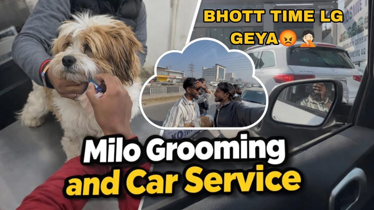 Milo ￼🐶grooming and car 🚘 service 🙌🏻 #comedy #memes #funny #tarvel #jalandar 