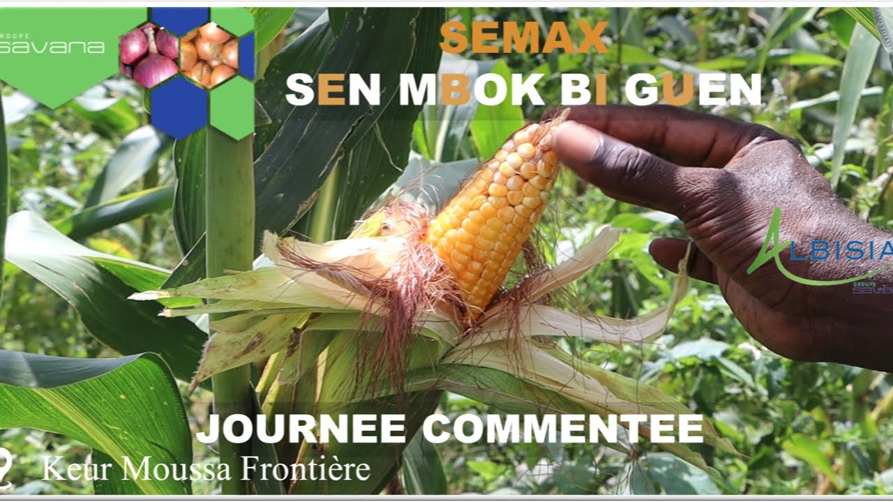 VOTRE VARIÉTÉ DE MAÏS HYBRIDE : SEMAX 4🌽 , POUR UN RENDEMENT MEILLEUR