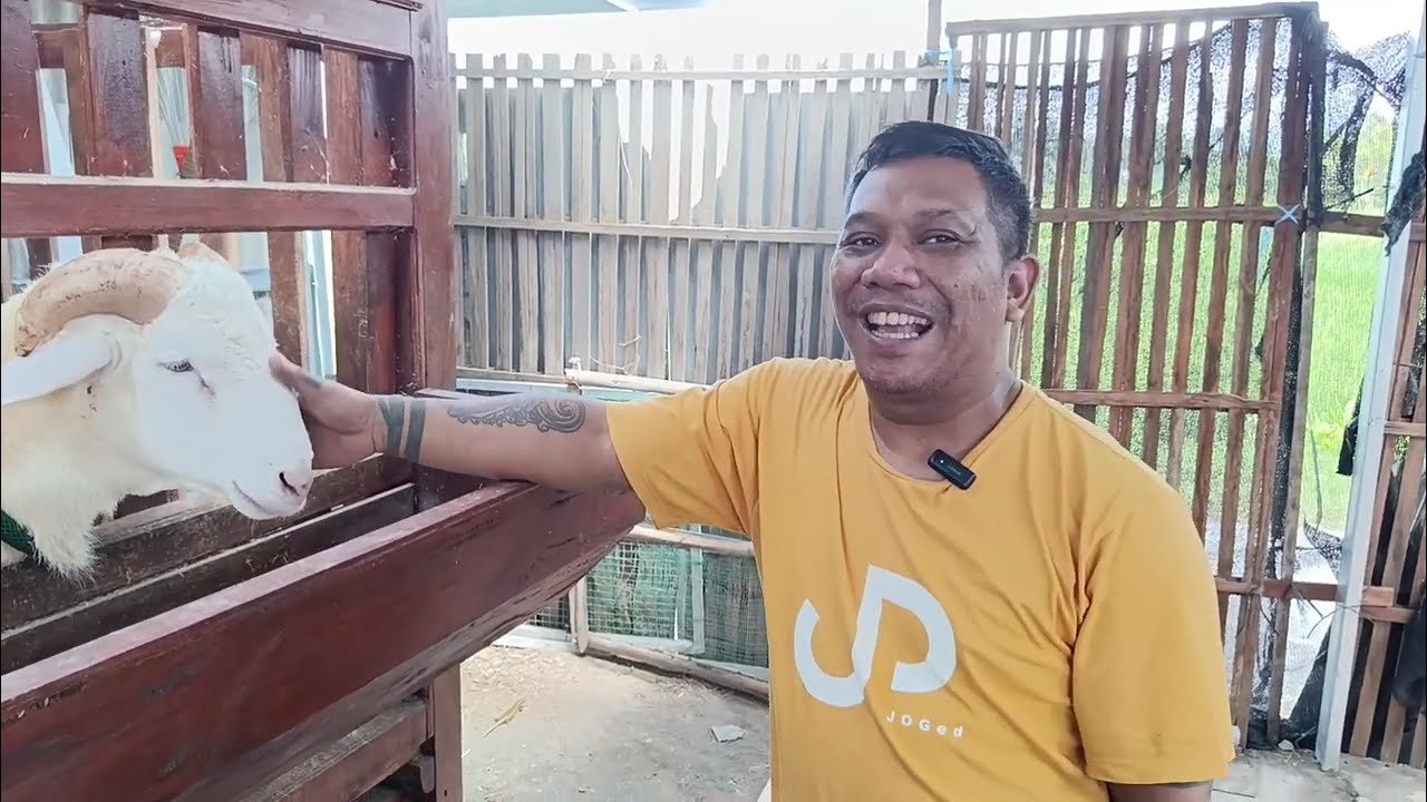 ATM Jenggolo Farm Istimewa Eps 2 #domba #dombakontes #viral #fyp #shorts #trending
