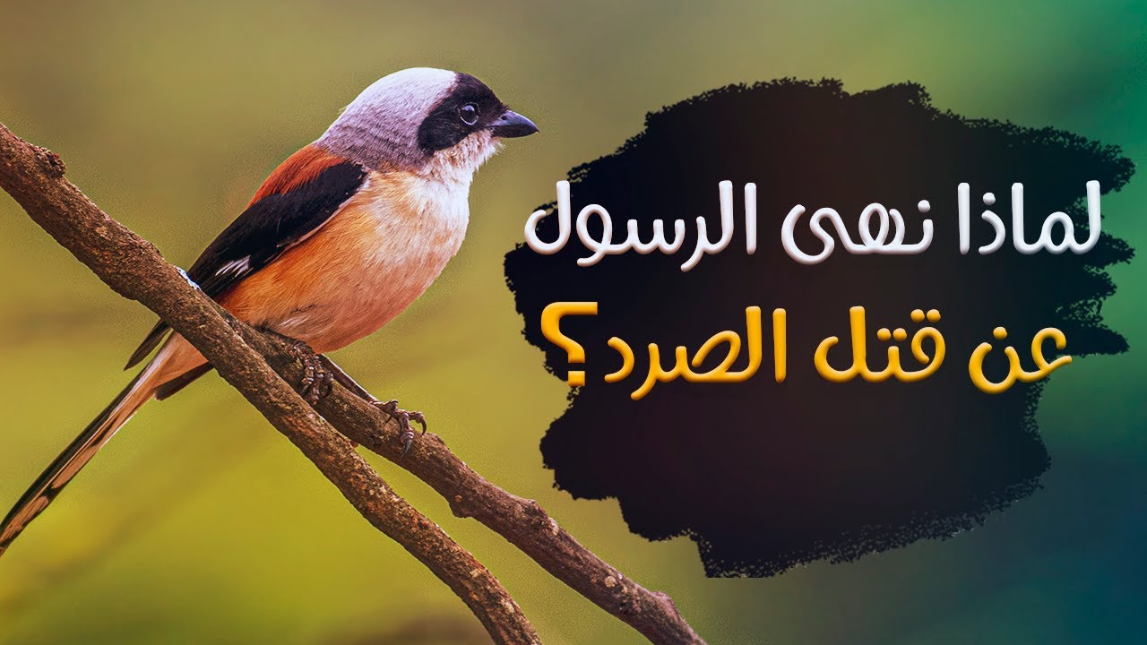 طائر الصرد  - الطائر الجزار