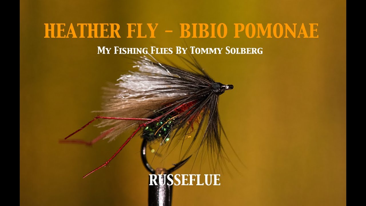 Tying a Heather Fly. Bibio Pomonae, Russeflue. #minefiskefluer #bibio #flytying #heatherfly