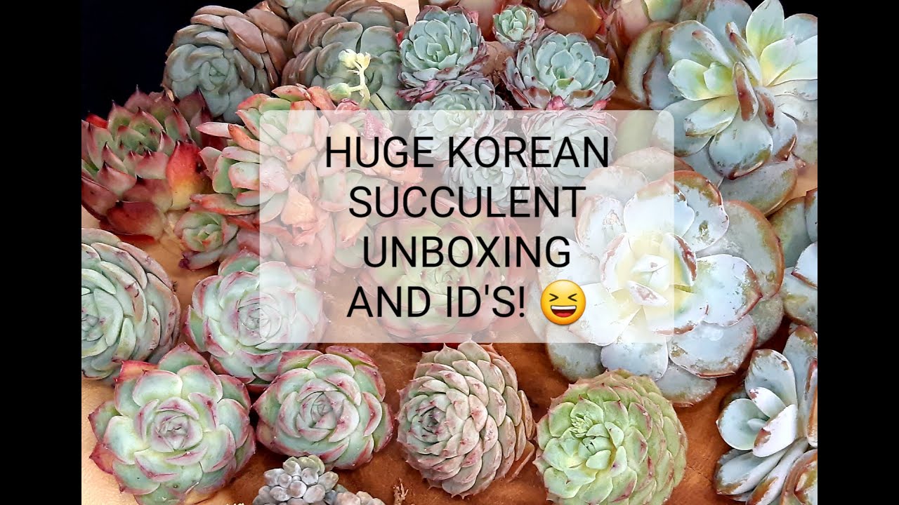 #55 Korean succulent unboxing with succulent names ID's