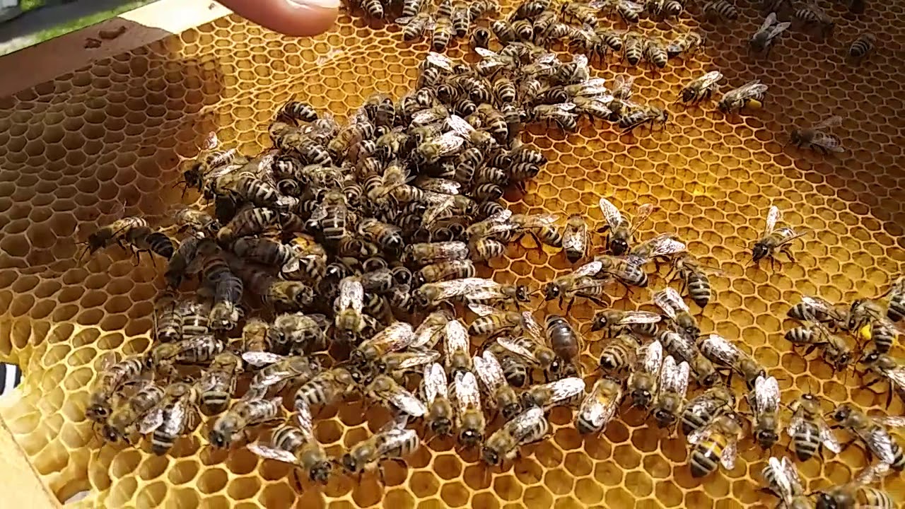 Izolarea matcilor! Schinbarea matcilor de la o familie la alta.