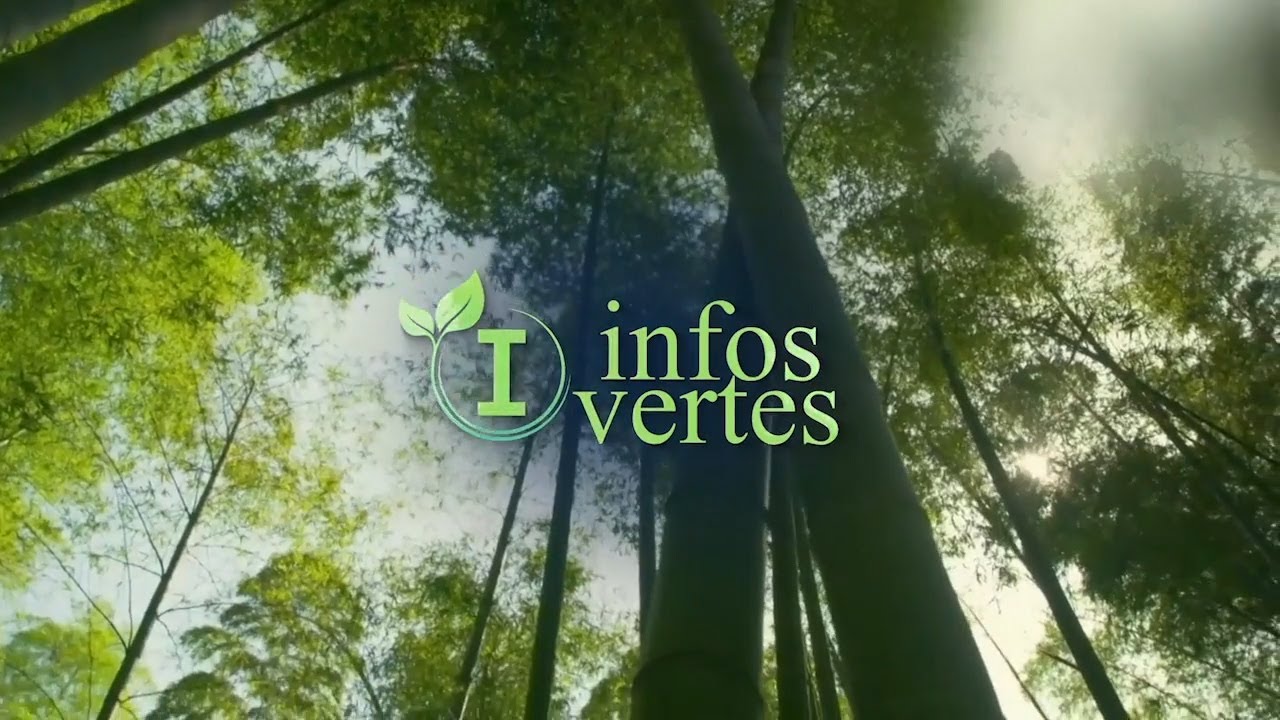 INFOS VERTES. 1e CONFÉRENCE ANNUELLE DE CBSI / CONGO BRAZZA DU 16 JANV 2026