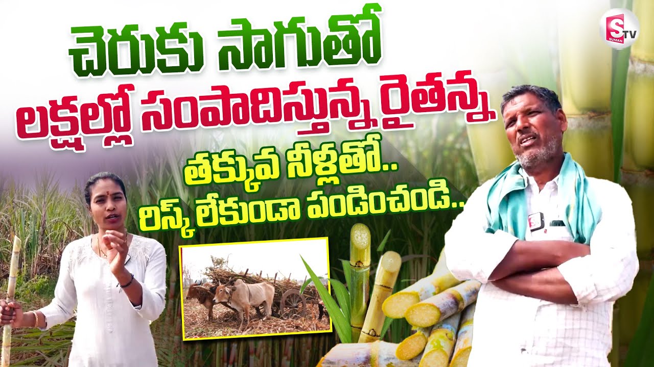 Sugarcane Farming | Cheruku Sagu In Telugu | Farming Techniques Of Sugarcane Crop | SumanTV