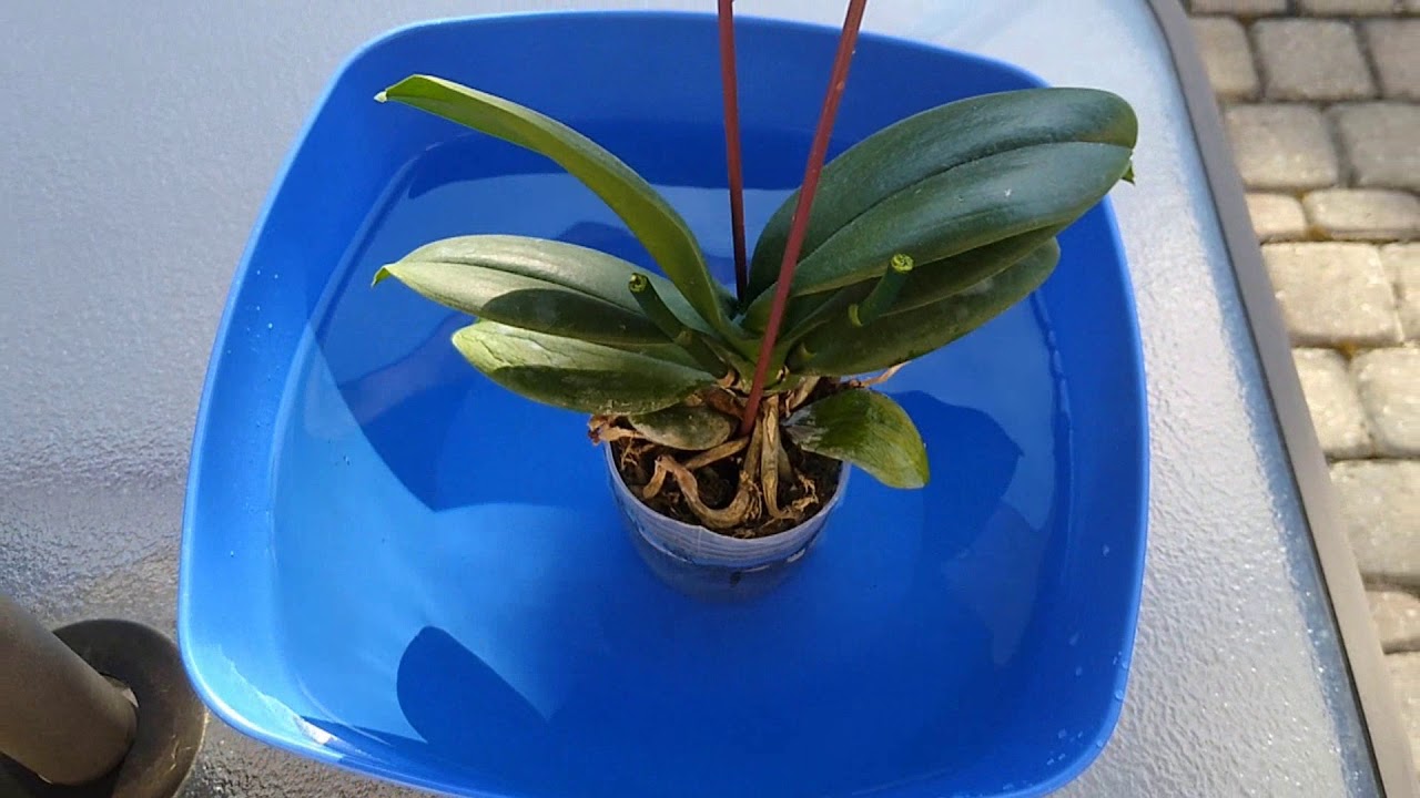 My garlic water recipe for orchid