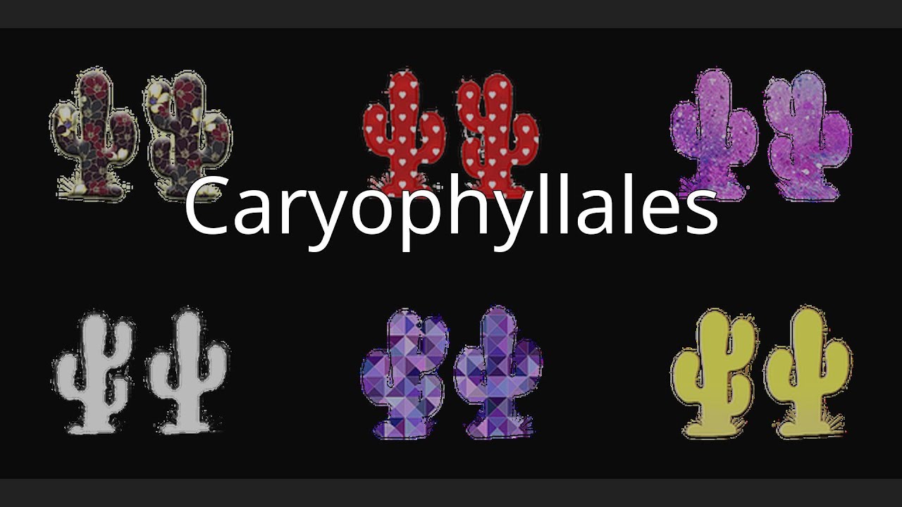 Caryophyllales