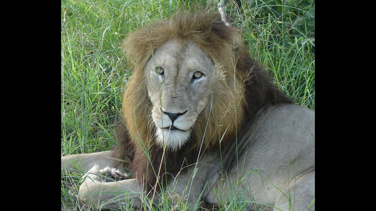 SAFARI  Days 3 & 4  Feb 2005 at Djuma Bush Lodge, Sabi Sands Game Reservie