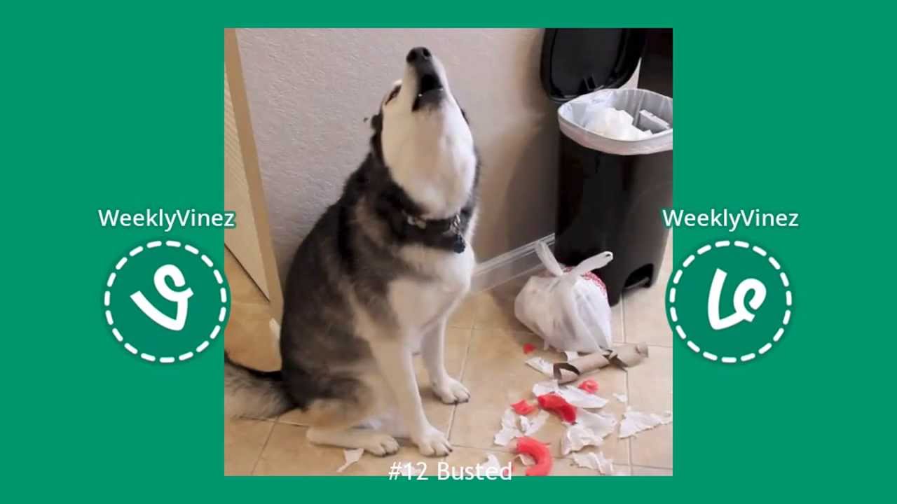 Weekly Vine ★ 1st to 8th March 2014 ★ 88 Best Vines ★ First Week of Month ★ Vine Compilation