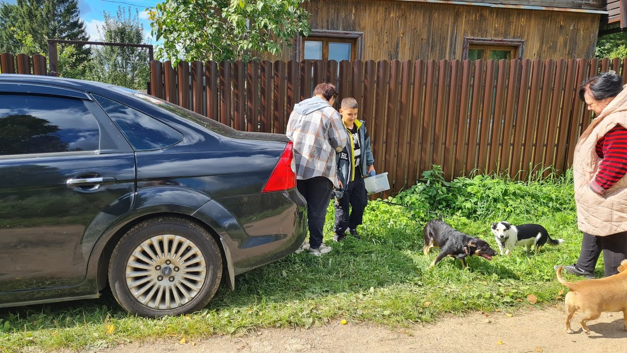 Красивое утро, отъезд из деревни и ваза из можжевельника