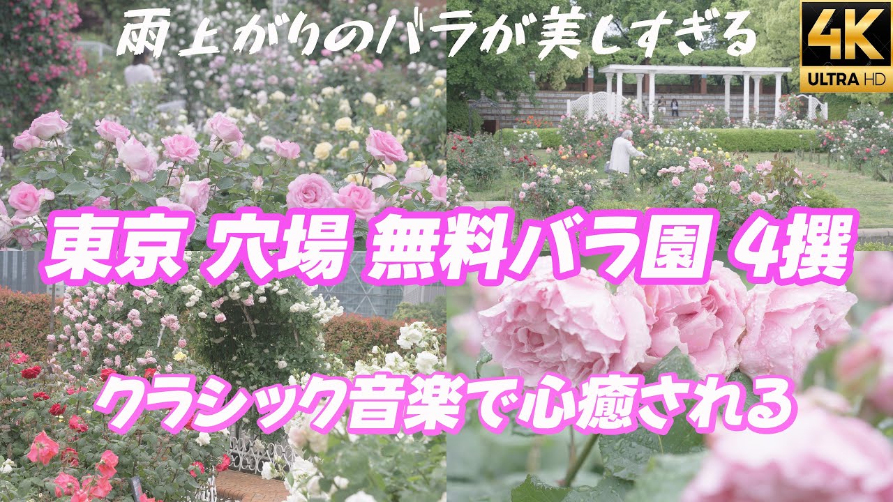 雨上がりのバラが美しすぎる【東京の穴場無料バラ園4撰】クラシック音楽で心癒される時間　四季の香ローズガーデン 芝浦中央公園 青和ばら公園 総合レクリエーション公園 ばら園 RoseGarden