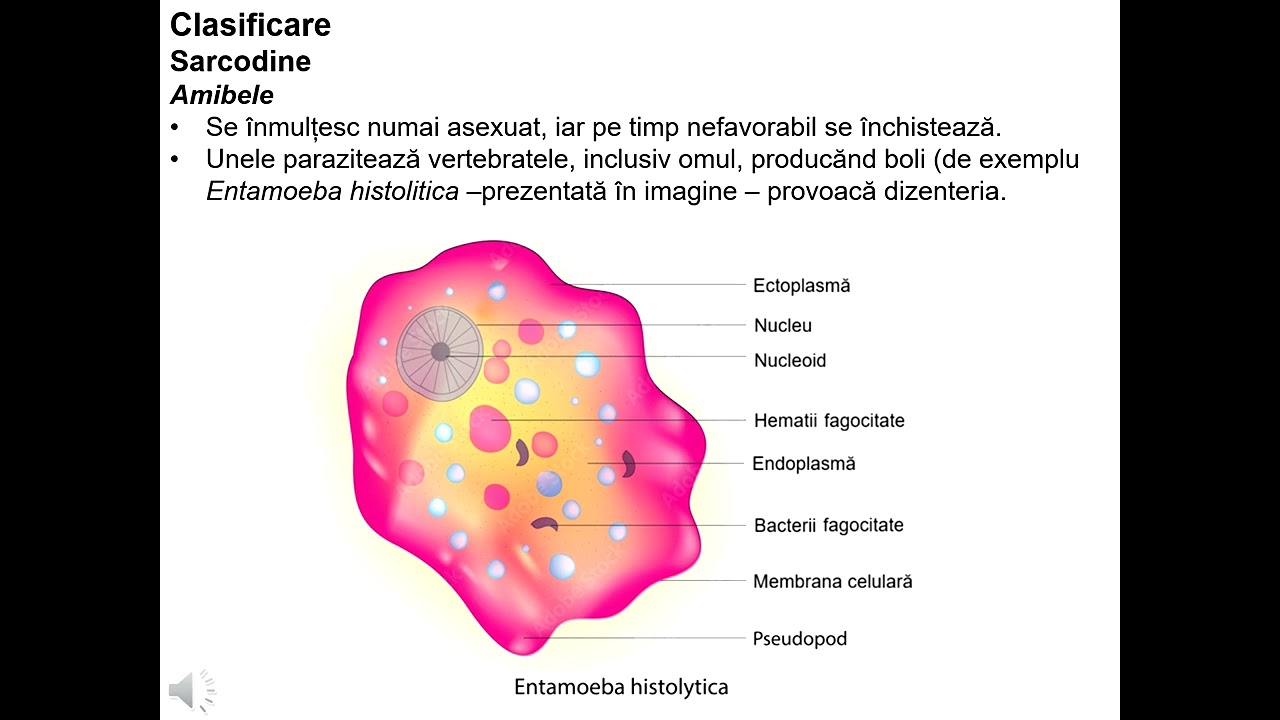 Protista